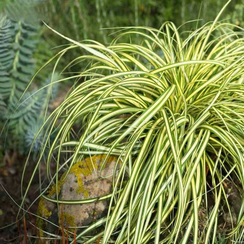 花境植物金叶苔草盆栽庭院室外植物多年生耐寒耐热金丝苔草四季