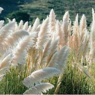矮蒲苇英国进口白色羽毛潘帕斯花镜植物进口多年生香草蒲苇耐寒观