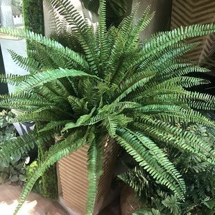 饰绿 仿真蕨类加大波斯草蕨草排草草草蕨芒插花装 饰植物类蕨橱窗装