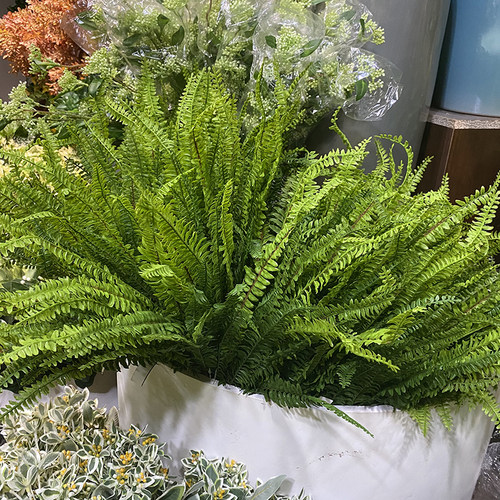 高仿真软胶长叶植肾热带雨林排草