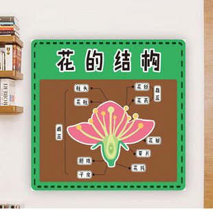 幼儿园教育神奇的种子生长种子的秘密植物生长科普宣传墙贴纸海报
