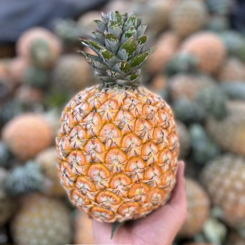 海南直发金钻大菠萝顺丰