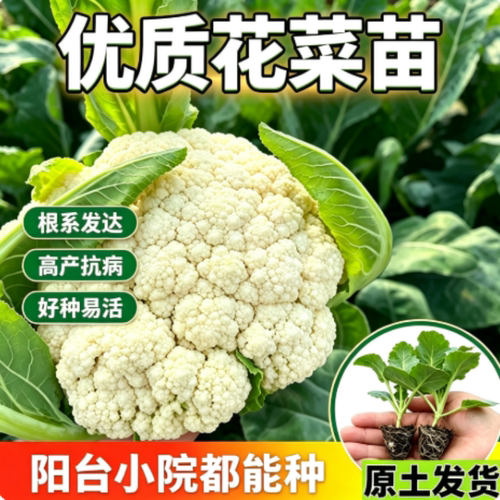 松花菜苗西兰花绿甘蓝包菜莴笋秧