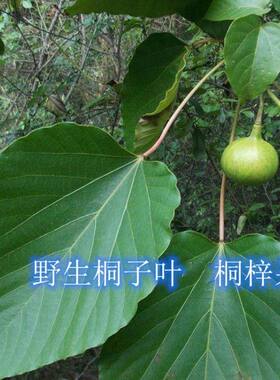 新鲜桐子叶桐果新鲜桐树叶粑粑叶现采桐树叶真树叶油桐树叶包粑粑