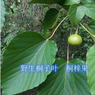 新鲜桐子叶桐果新鲜桐树叶粑粑叶现采桐树叶真树叶油桐树叶包粑粑