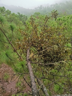 云南松树寄生茶天然鲜品当季现采自然晒干