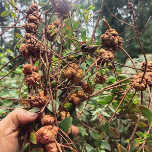 云南深山消瘤果金丝桃连翘过路黄原生态清留果新鲜五指对叶草瘤果