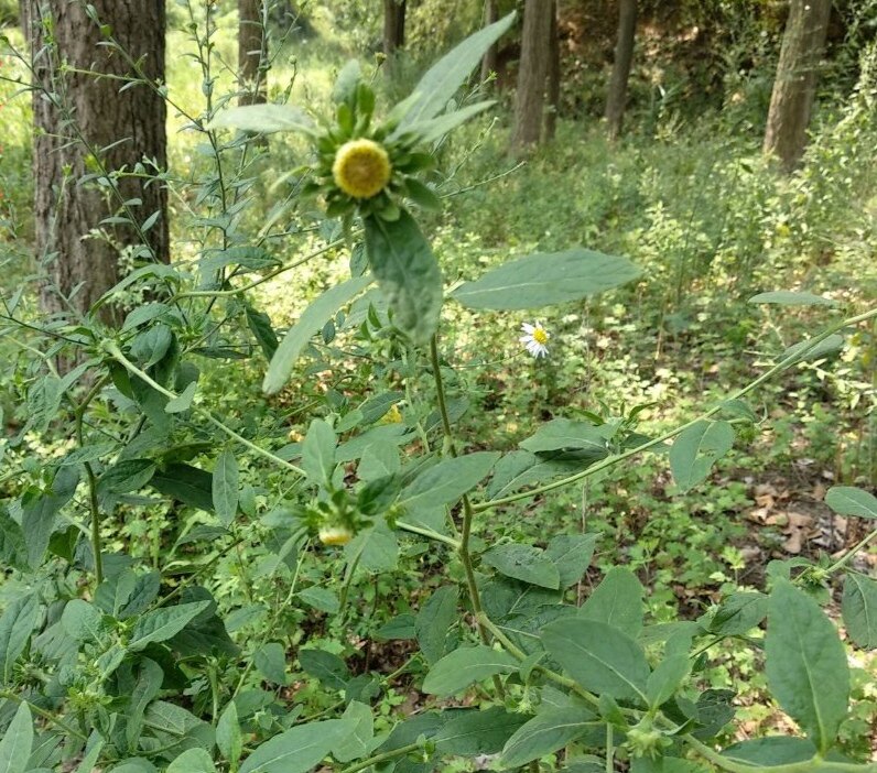云南鲜新挖耳草烟管头草可栽苗天名精芸香草野烟挖耳倒提壶新干货