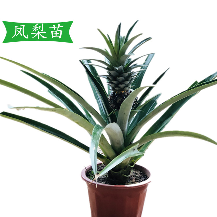 凤梨苗包邮地菠萝苗金钻凤梨苗庭院阳台盆栽地栽种植结果带根带土