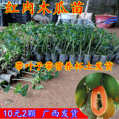 木瓜树盆栽质量怎么样 木瓜树盆栽口碑怎么样 小麦优选