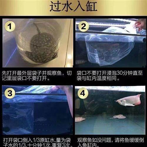 皇冠黑白魟鱼淡水缸鱼龙鱼魟鱼练手配鱼黑金热带观赏鱼珍珠米克斯