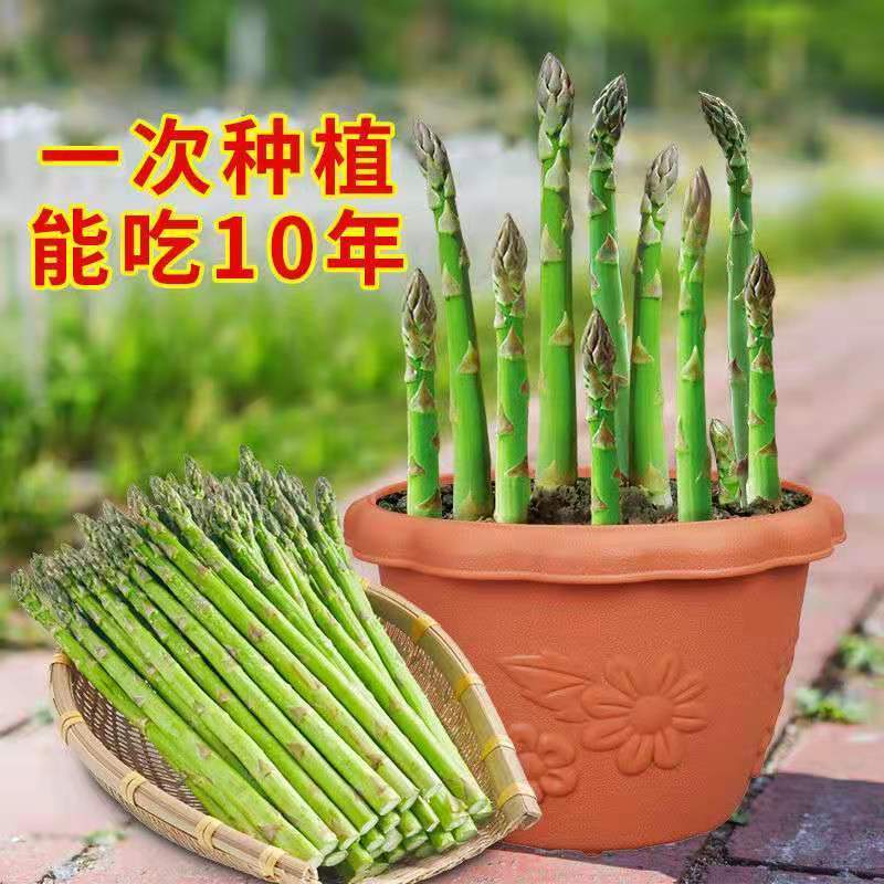 农家盆栽四季紫色芦笋种子