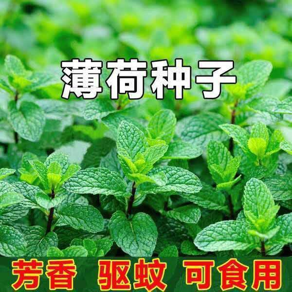 薄荷种子食用野生留兰香柠檬猫薄荷美国薄荷室内外阳台盆栽香草籽