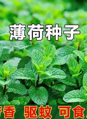 柠檬猫阳台盆栽香草籽薄荷种子