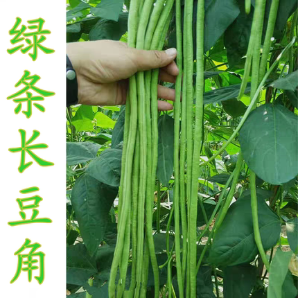 长绿豆角豇豆种子绿条长豆角种子四季豆春秋播高产四季蔬菜种籽