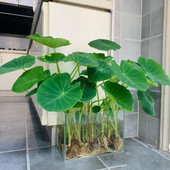 水培芋头苗室内阳台庭院盆栽假仙造景用净化水易活好打理水生植物