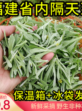 鼠曲草新鲜清明草艾草田艾棉菜佛耳草绒毛草黄蒿水曲野艾叶鼠耳草