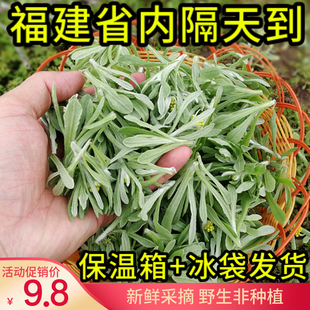 鼠曲草新鲜清明草艾草田艾棉菜佛耳草绒毛草黄蒿水曲野艾叶鼠耳草