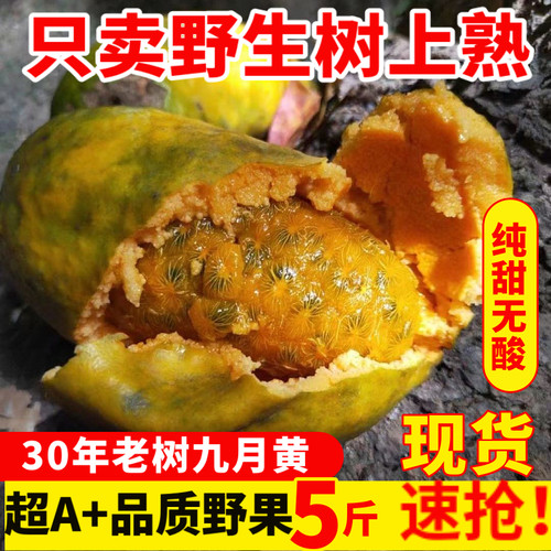 九月黄野生高山采摘多肉