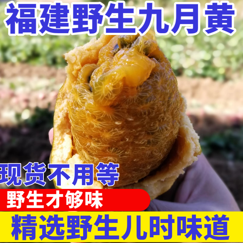 九月黄新鲜水果野生大果5斤