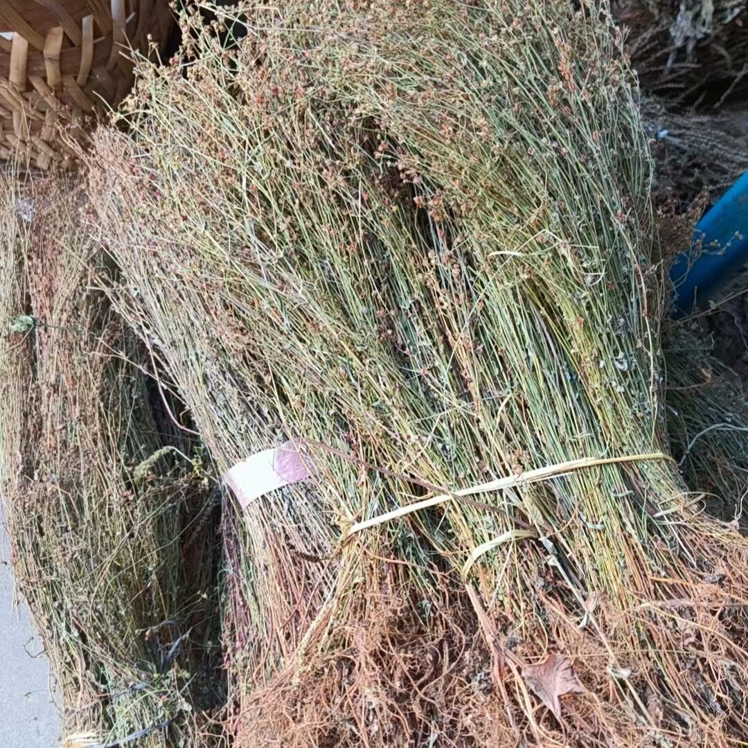 整颗田基黄四季春七寸金中草药田基黄中药材地耳草 黄花草500克