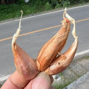 四川小香葱头3斤装 盆栽香葱种四季葱种红皮火头葱种油葱酥包邮