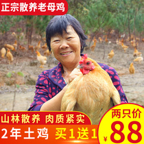 正宗土鸡农家散养老母鸡新鲜整鸡活鸡现杀笨鸡草鸡走地鸡月子乌鸡