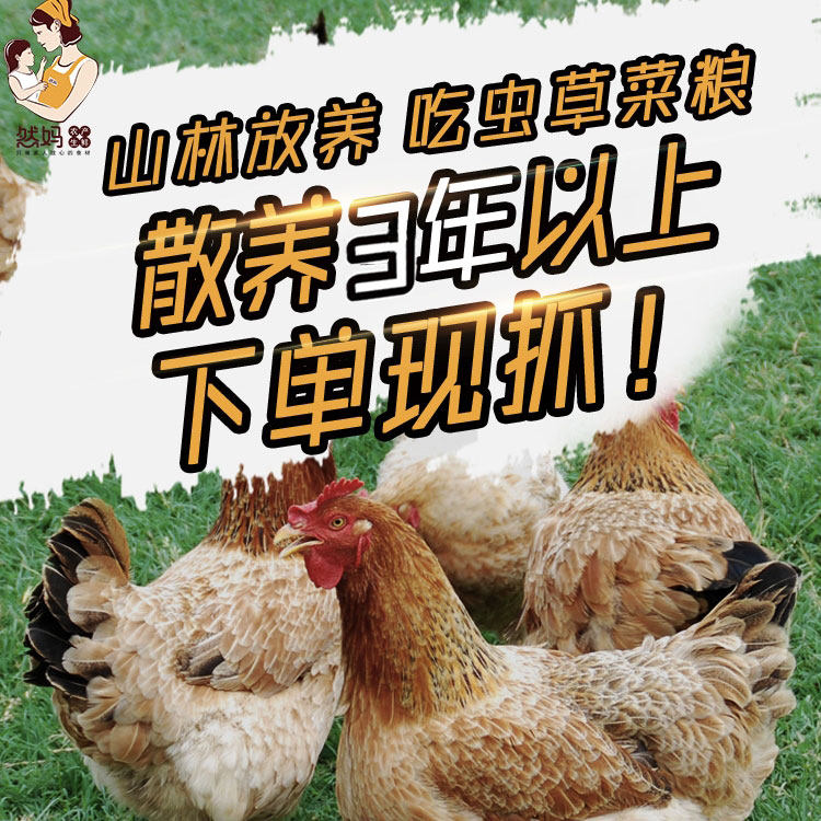 会员专用农家散养土鸡老母鸡活鸡走地鸡生乌鸡月子鸡肉草笨鸡新鲜