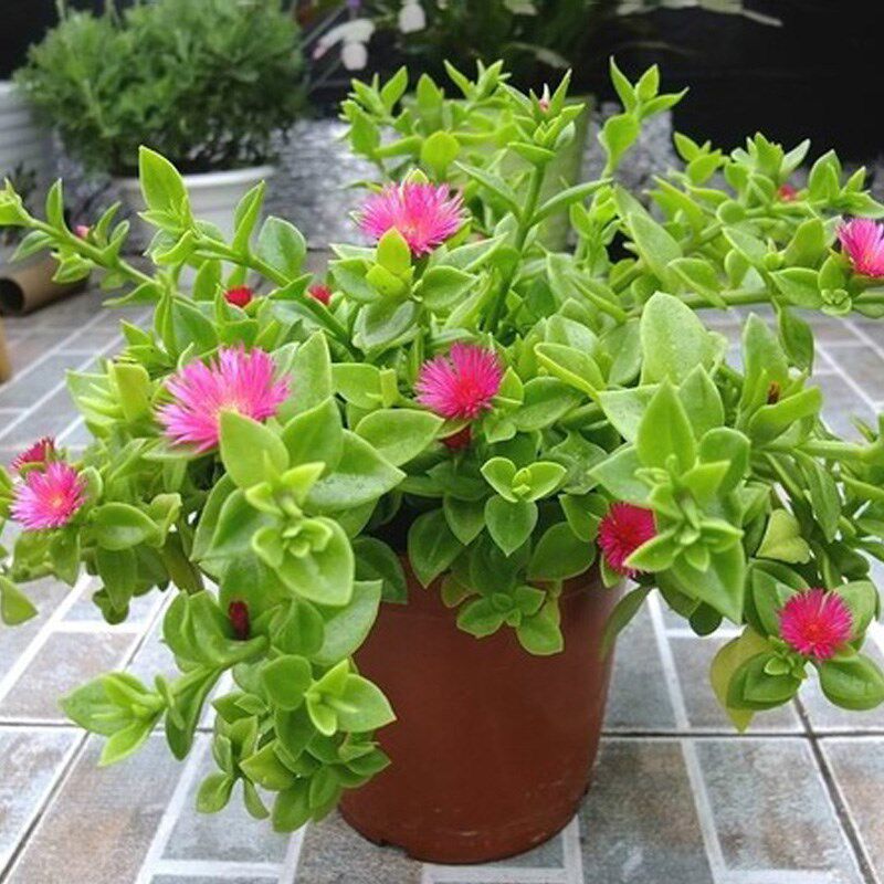 牡丹吊兰盆栽红花垂吊植物室内阳台四季开花珍珠吊兰绿植