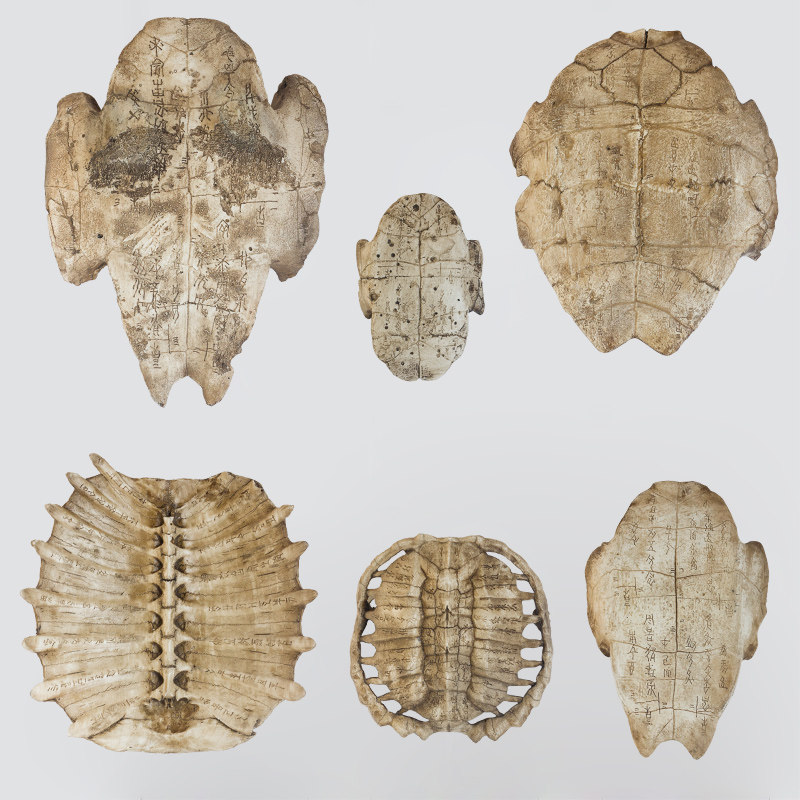 树脂甲骨文海龟壳甲鱼壳装饰墙壁挂件装饰教学道具海洋动物壳模型