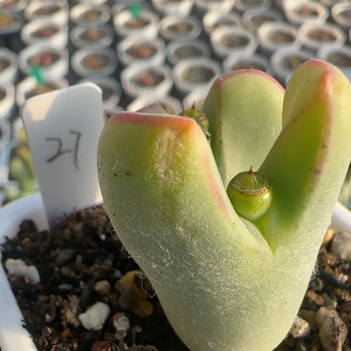 厚毛红边卷耳27,鲜花速递/花卉仿真/绿植园艺,多肉植物,淘宝优惠券,粉丝福利购,淘宝优惠卷