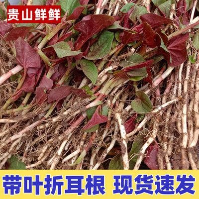 鲜嫩带叶折耳根四川重庆贵州折耳根鱼腥草爽口凉拌时令蔬菜农家