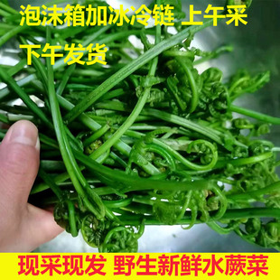 江西特产新鲜现摘蕨菜凉拌菜3斤5斤野菜水1斤龙爪菜鲜嫩水蕨菜叶