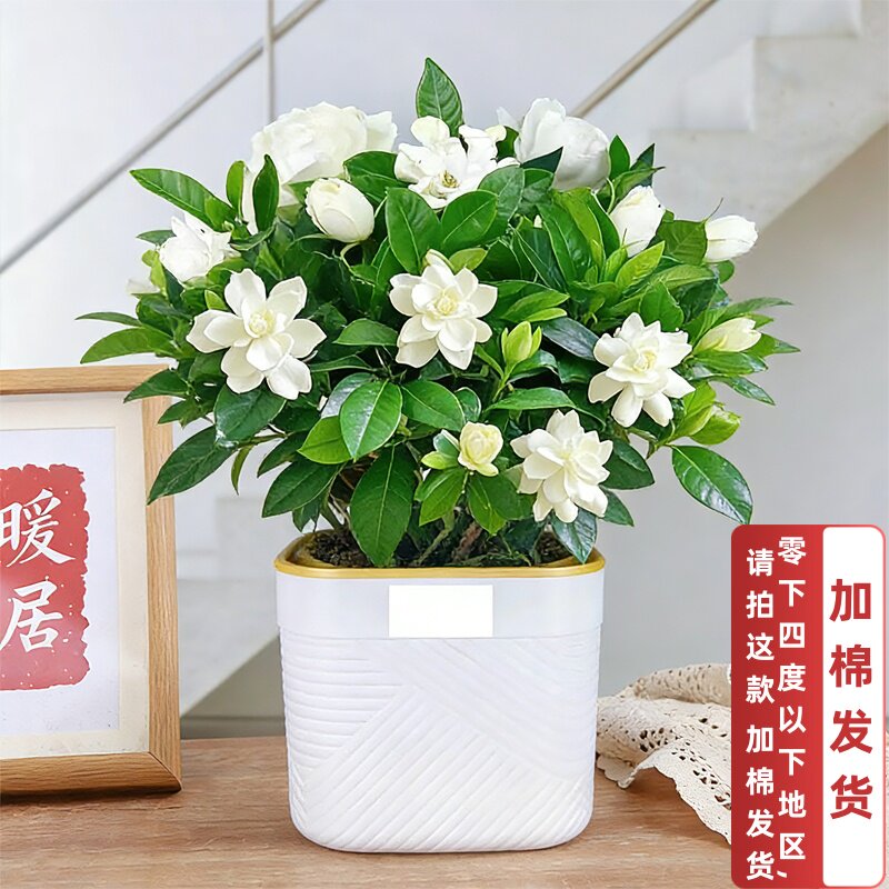 冬季绿植栀子花盆栽花苞四季开花植物室内客厅卧室摆件好养装饰花