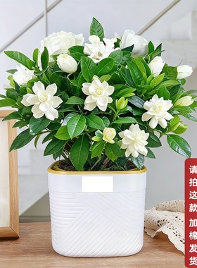 冬季绿植栀子花盆栽花苞四季开花植物室内客厅卧室摆件好养装饰花