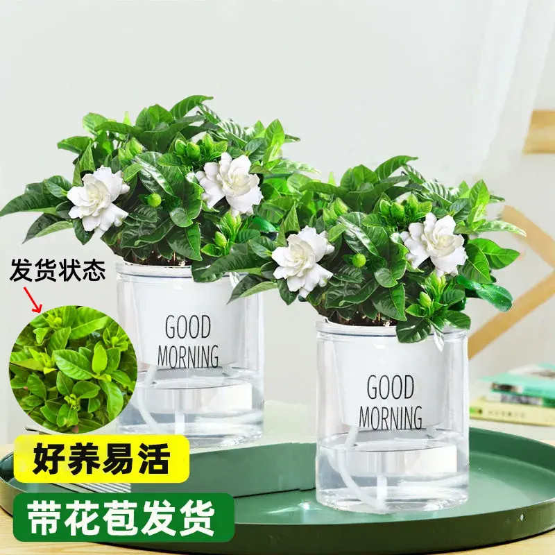 【花期带花苞】小栀子花绿植盆栽