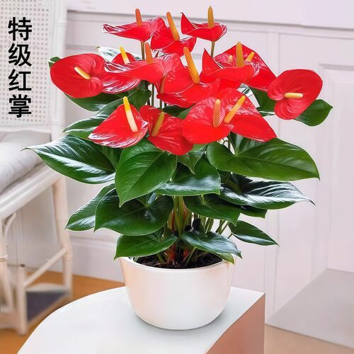 特级红掌四季开花客厅盆栽白掌花