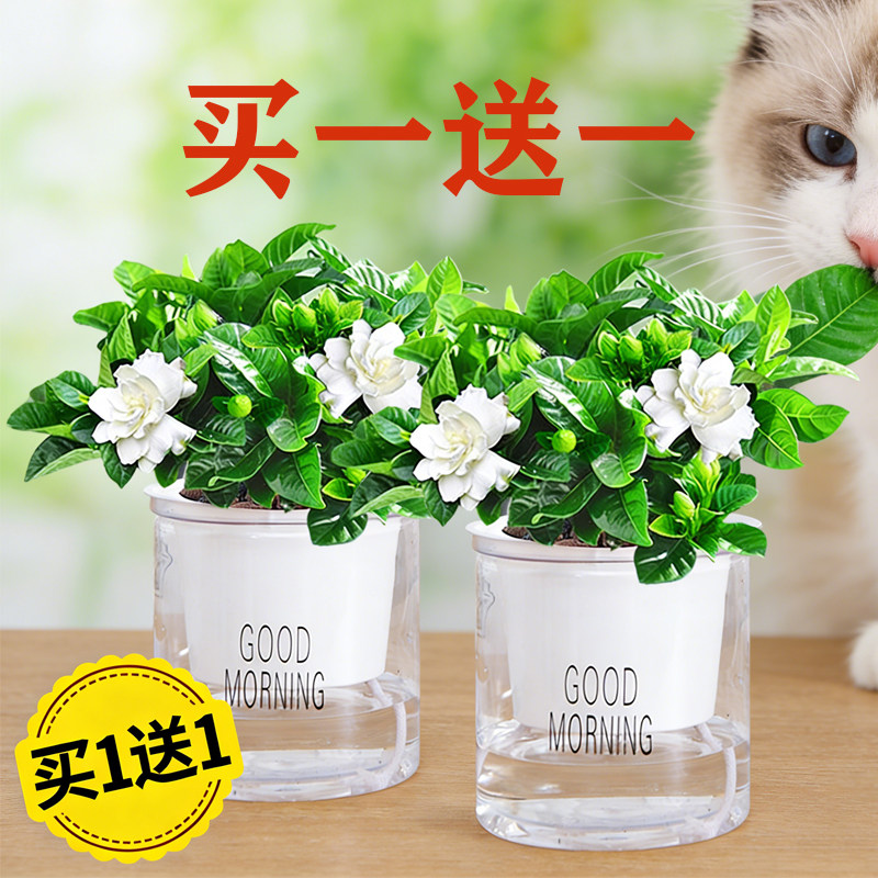 【买一送一】带花苞浓香型栀子花四季开花植物绿植净化空气除甲醛,鲜花速递/花卉仿真/绿植园艺,绿植,淘宝优惠券,粉丝福利购,淘宝优惠卷
