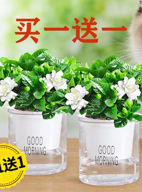 【买一送一】带花苞浓香型栀子花四季开花植物绿植净化空气除甲醛