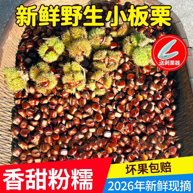 板栗生新鲜2026年新鲜野生小毛栗子板栗生油栗江西小板栗送剥栗器