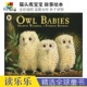 Owl 6岁 温馨治愈 全彩插图 猫头鹰宝宝 英文原版 进口儿童图书 亲子读物 Babies 英语故事绘本 Books Walker