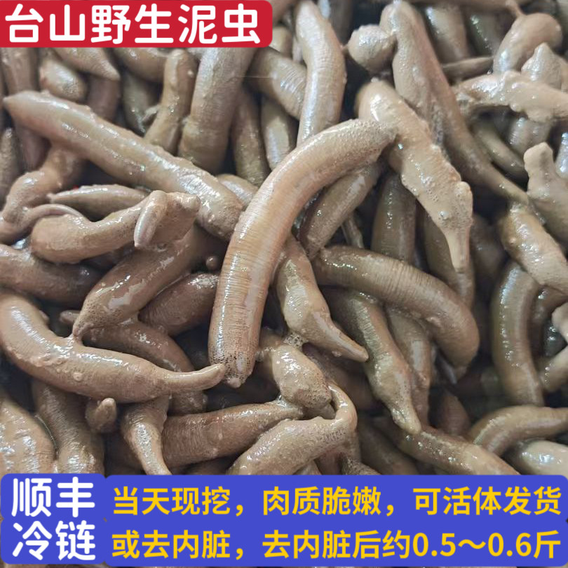 台山纯天然野生新鲜泥虫泥丁土笋冻1斤可活体可代去肚海鲜水产