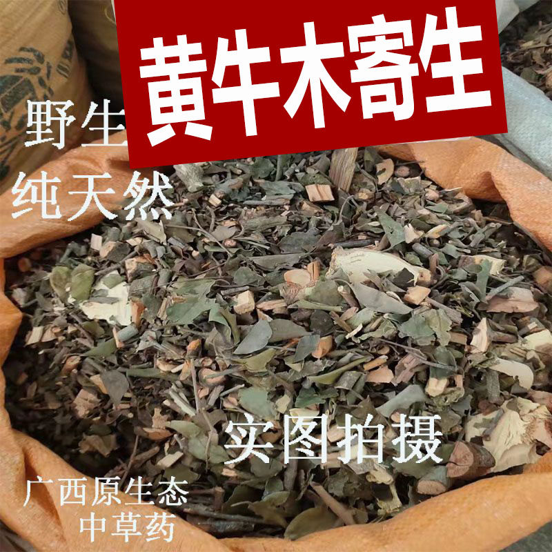 黄牛木寄生茶广西野生黄牛树寄生正品泡茶雀笼木黄芽树寄生500g克