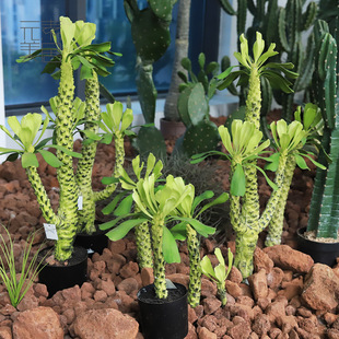 仿生绿植高端多肉人造沙植物景观造景仿无刺霸王鞭阳不扎手桌面