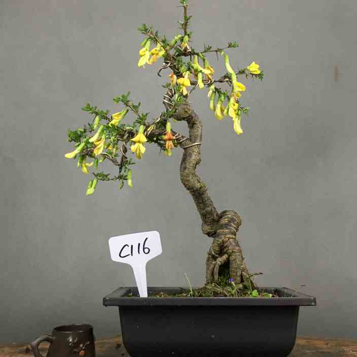提根老桩金雀花锦鸡儿金丝雀盆景盆栽开花观花植物小品 阳台小叶