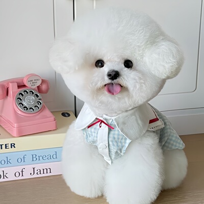 比熊衬衫薄款超小体衣服狗狗幼犬春秋天季约克夏小型犬马尔济斯