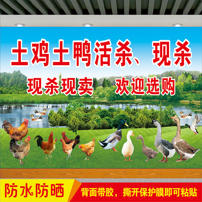 出售散养土鸡土鸭活杀现杀墙贴画