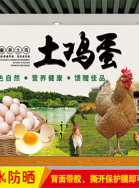 农家生态土鸡蛋散养果园鸡蛋广告