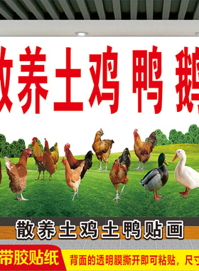 家禽店散养土鸡土鸭宣传广告贴纸