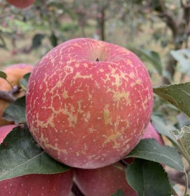 现摘云南昭通野生冰糖心丑苹果树尖稀有大苹果超大特大果10斤包邮